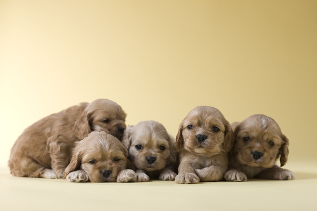 子犬のシャンプーをする時に気をつけたいポイント