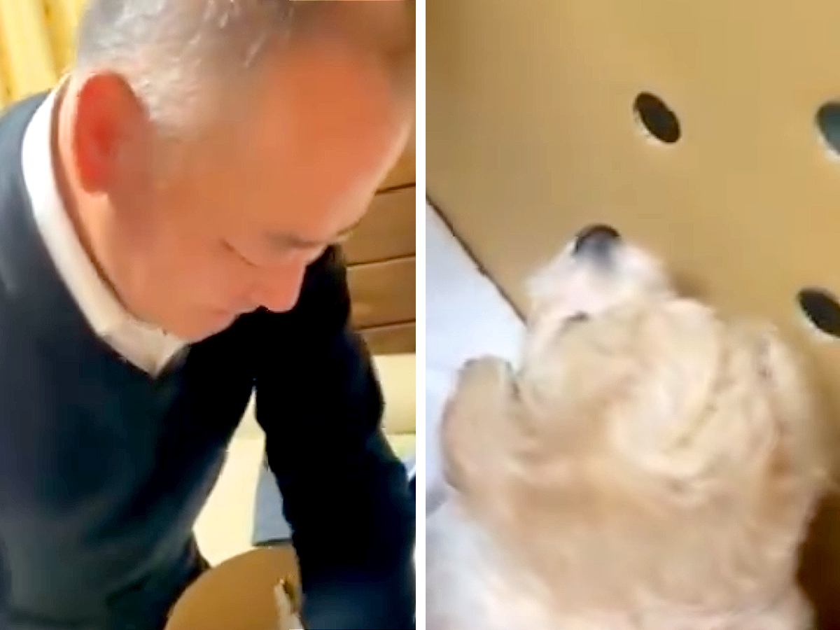 お父さんが『赤ちゃん犬』と初めて会った日→箱を開けた瞬間に…あまりにも尊い『はじめましての光景』が9万再生「素敵すぎ」「何度も見ちゃう」