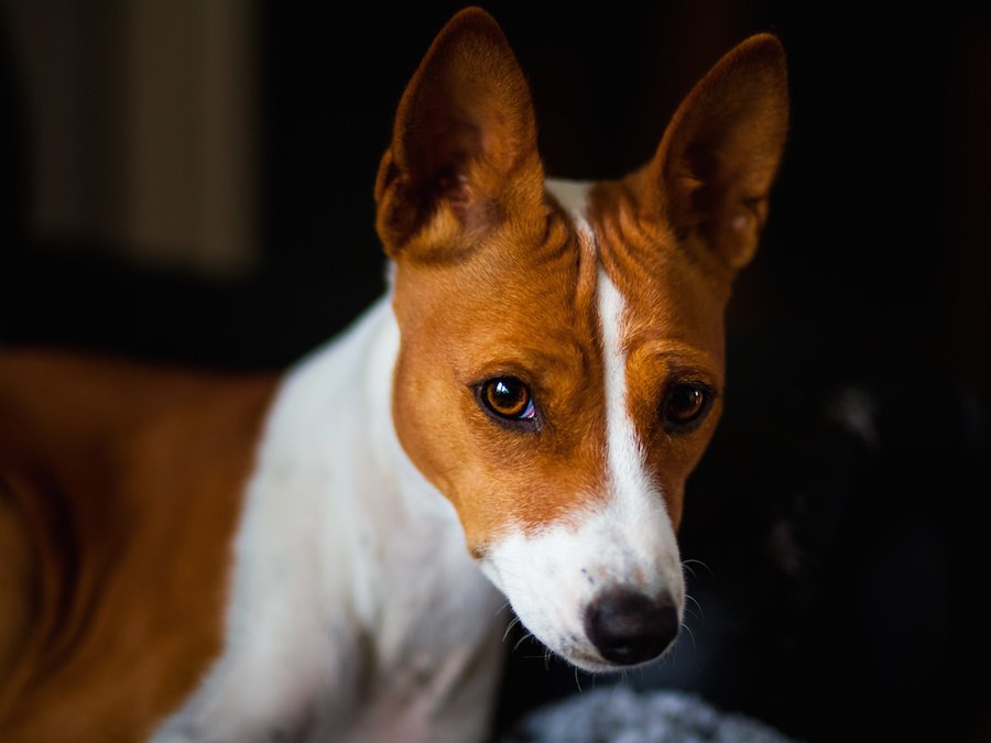 犬が眉間にシワを寄せている時の心理7つ