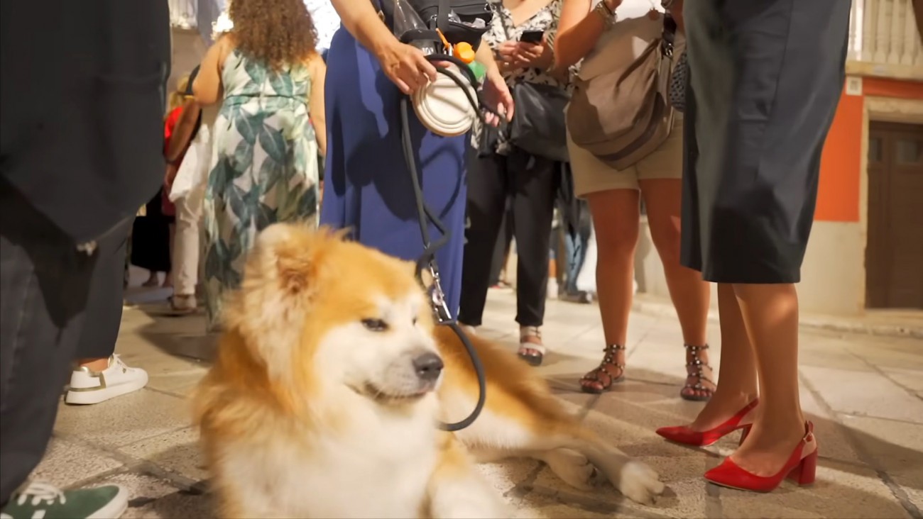 秋田犬が『イタリアの街』を散歩したらどうなる…？「優しくて素敵な世界」「涙出てくる」262万人がホッコリした光景