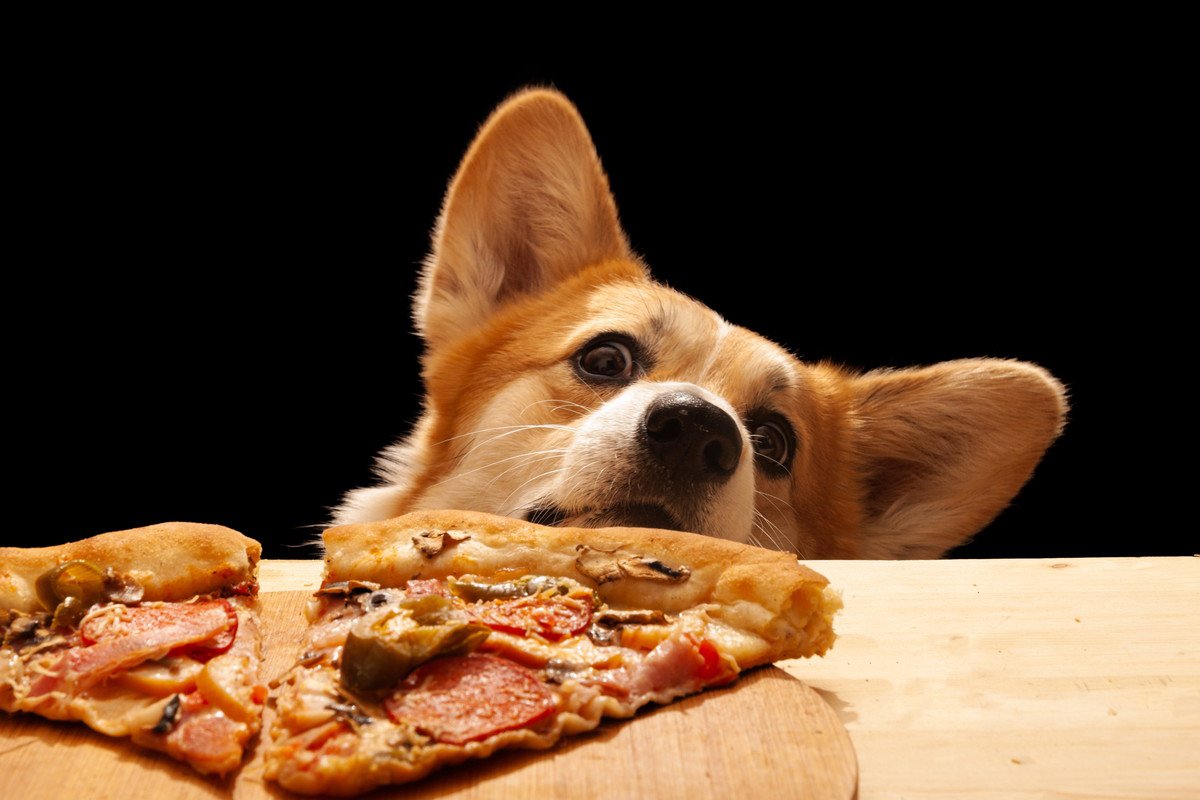 犬が人の食事をじっと見つめてくる理由とは？絶対にしてはいけないNG行為も