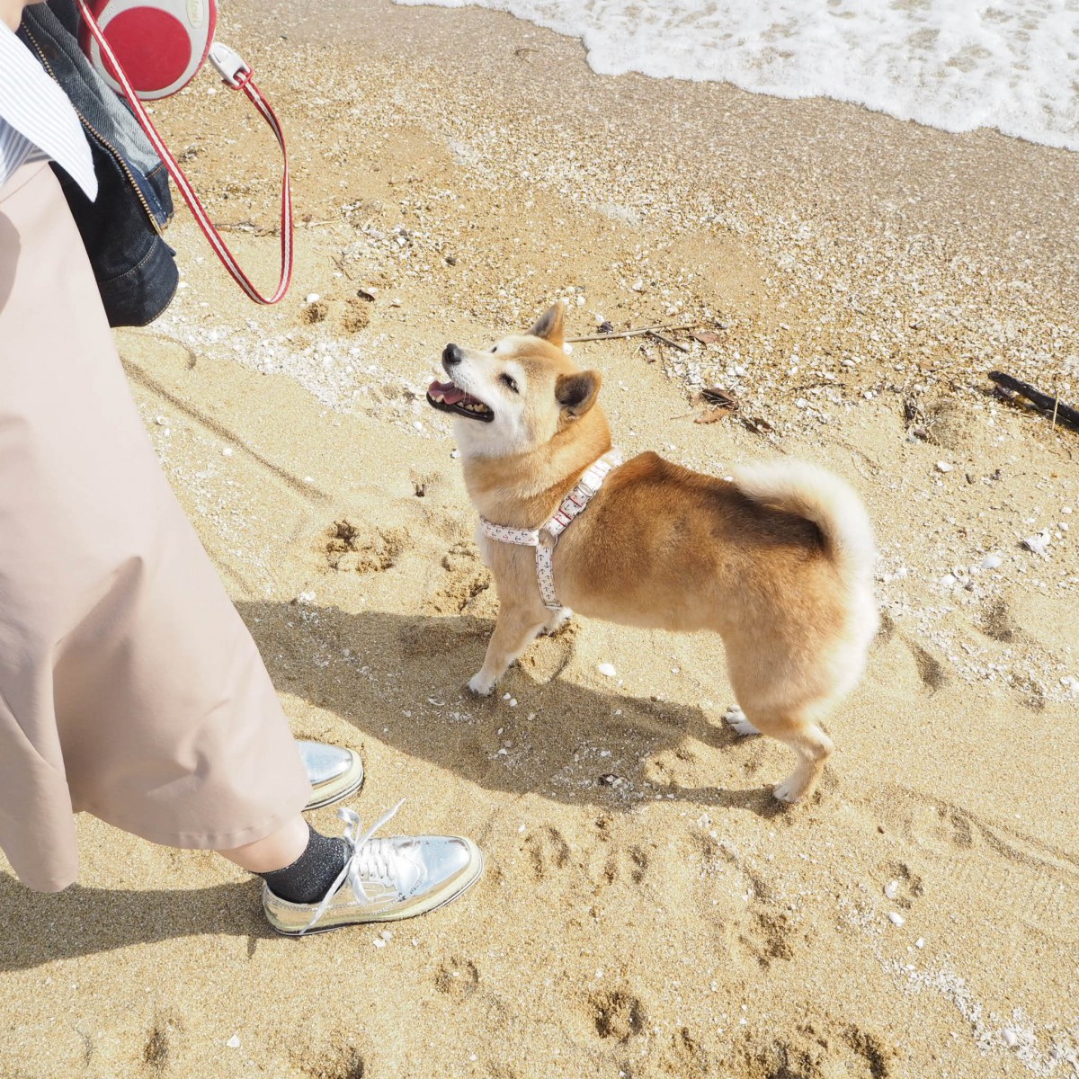 犬に優しい「ひとの和心」 海辺のテラスでのかき氷とお団子を満喫【兵庫 芦屋】