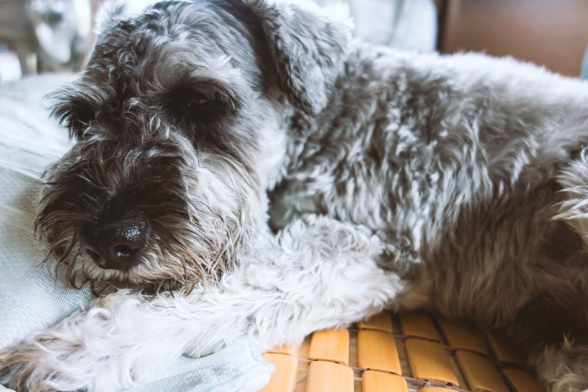 犬が『痛みを感じている』サイン7選　病気を早期発見、重症化を防ぐためにすべきこととは？