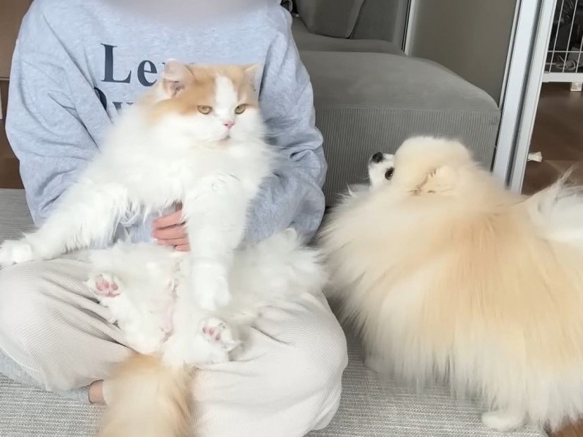 猫が大嫌いな『爪切り』をしようとしたら、ピンチを察した犬が…まさかの『必死に守ろうとする光景』に「可愛い兄弟愛」「勇ましい」と15万再生