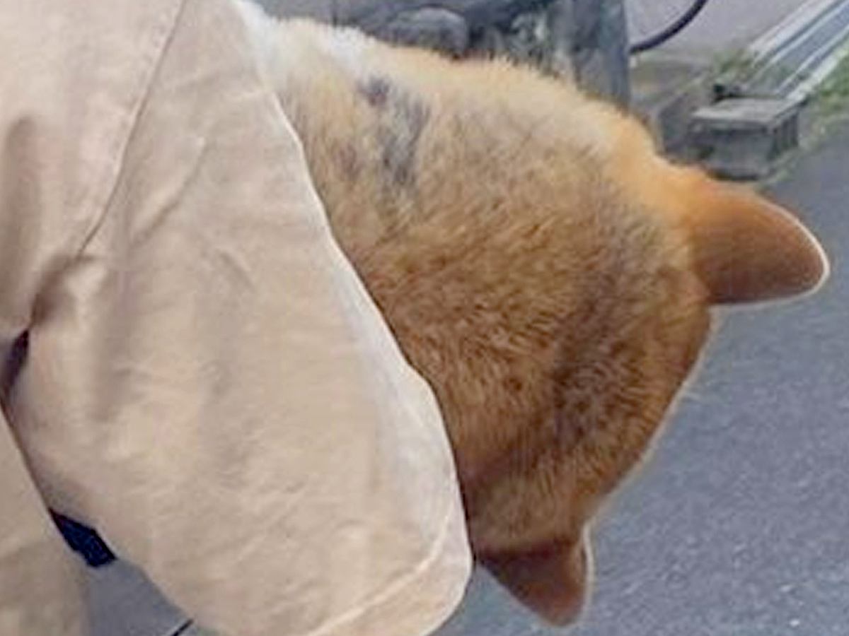 『おいっ！そのワンちゃん大丈夫か？』朝、知らないおじいちゃんに声を掛けられた犬→まさかの光景に10万いいねの反響「確かに心配になるｗ」