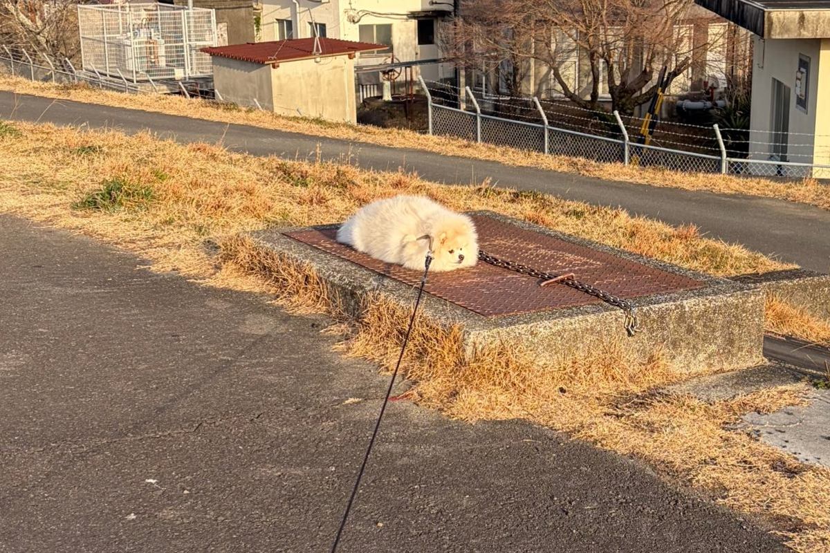 散歩中、完全に拗ねてしまった犬→まさかの『冤罪』と『理不尽な主張』が286万表示「演技派すぎるｗ」「クッション落ちてるのかと思った」の声