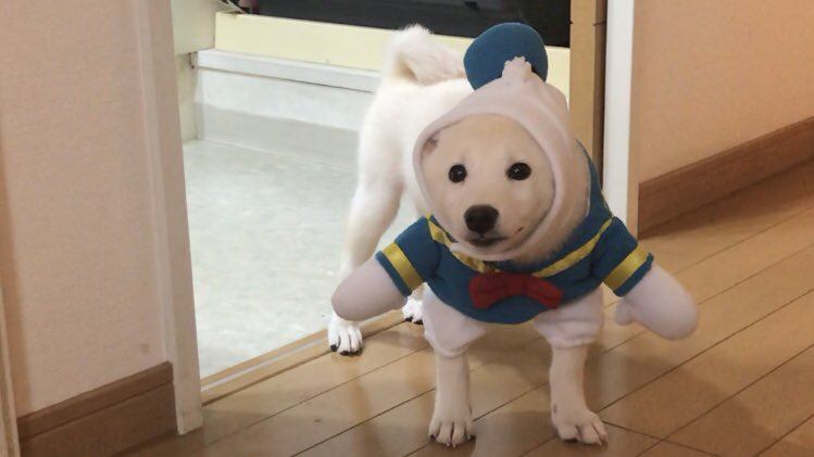 【バズ動画】服が嫌過ぎる柴犬さん、静止画になる（動画です）