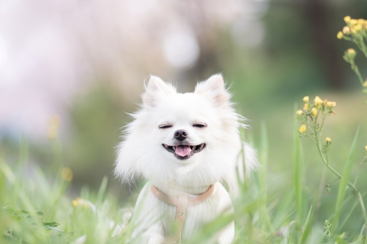 犬がうれしそうな表情をする6つの理由とは？