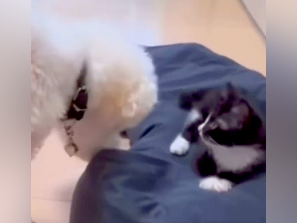 か弱い赤ちゃん猫を保護→犬が『甘やかして育てた』結果…思っていたのと違う『まさかの現在』が13万再生「恩を仇でww」「怒らないの優しい」