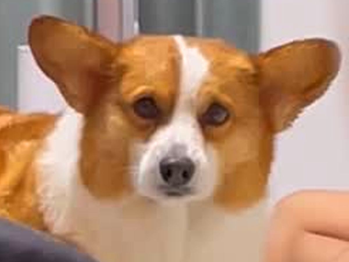 ドライヤー中、助けてほしそうにしている犬→『オテ』と伝えてみたら…反射で出た行動が可愛すぎると23万再生「逃げないの偉い」「訴えてるｗ」