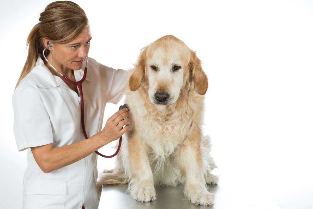 老犬に多い病気ランキング７選！病気を早期に見つける方法も紹介