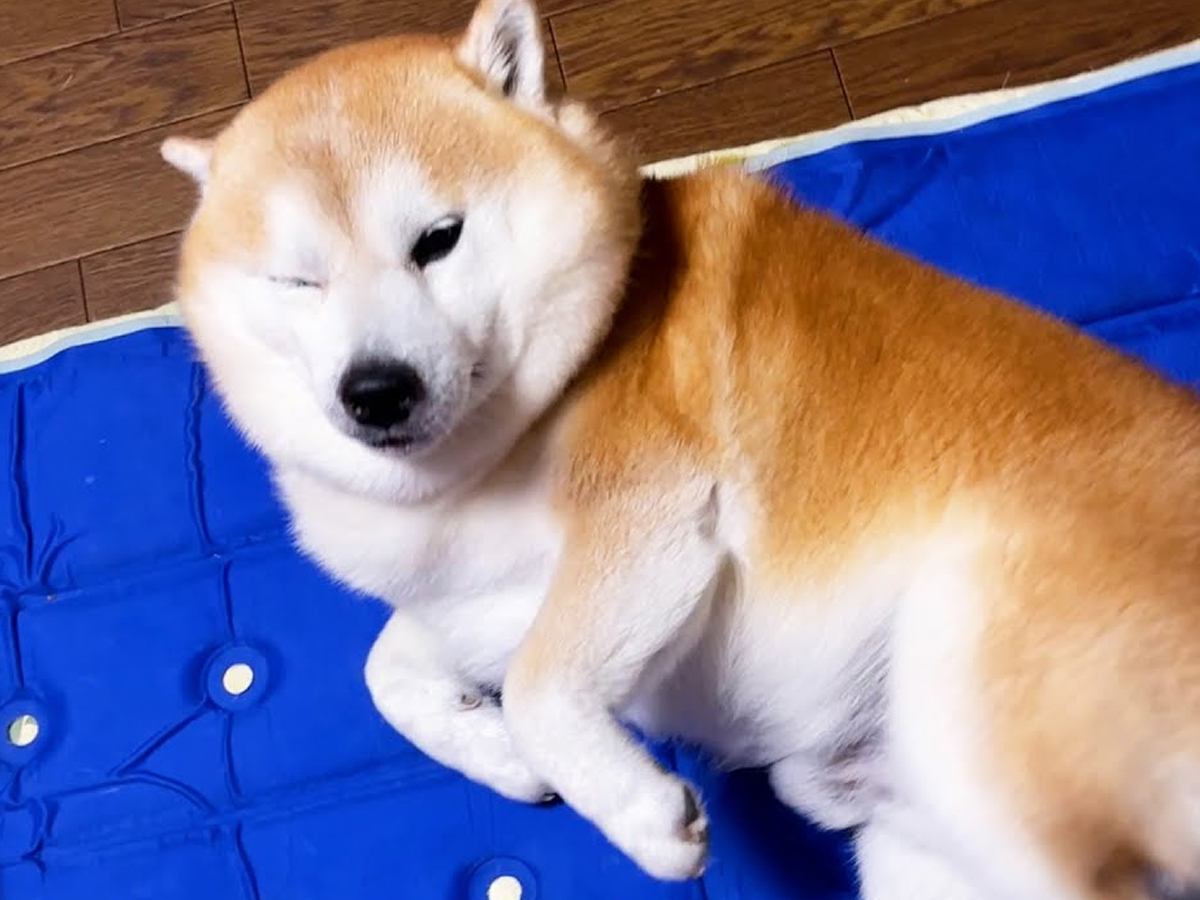静かに家に帰ったら、熟睡していたはずの犬が…あまりにも尊い『おかえりなさいのおもてなし』が5万再生「ねぼちゅけ可愛すぎｗ」「愛おしい」