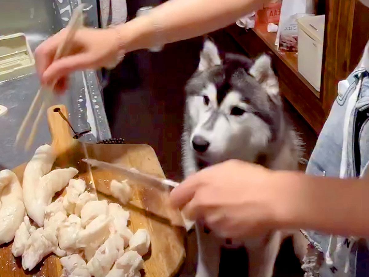 料理配信をしている女性→コメントを読んでいたら、大型犬が…想定外だった『まさかのハプニング』が95万再生「おとぼけ顔ｗ」「賢すぎ」と反響