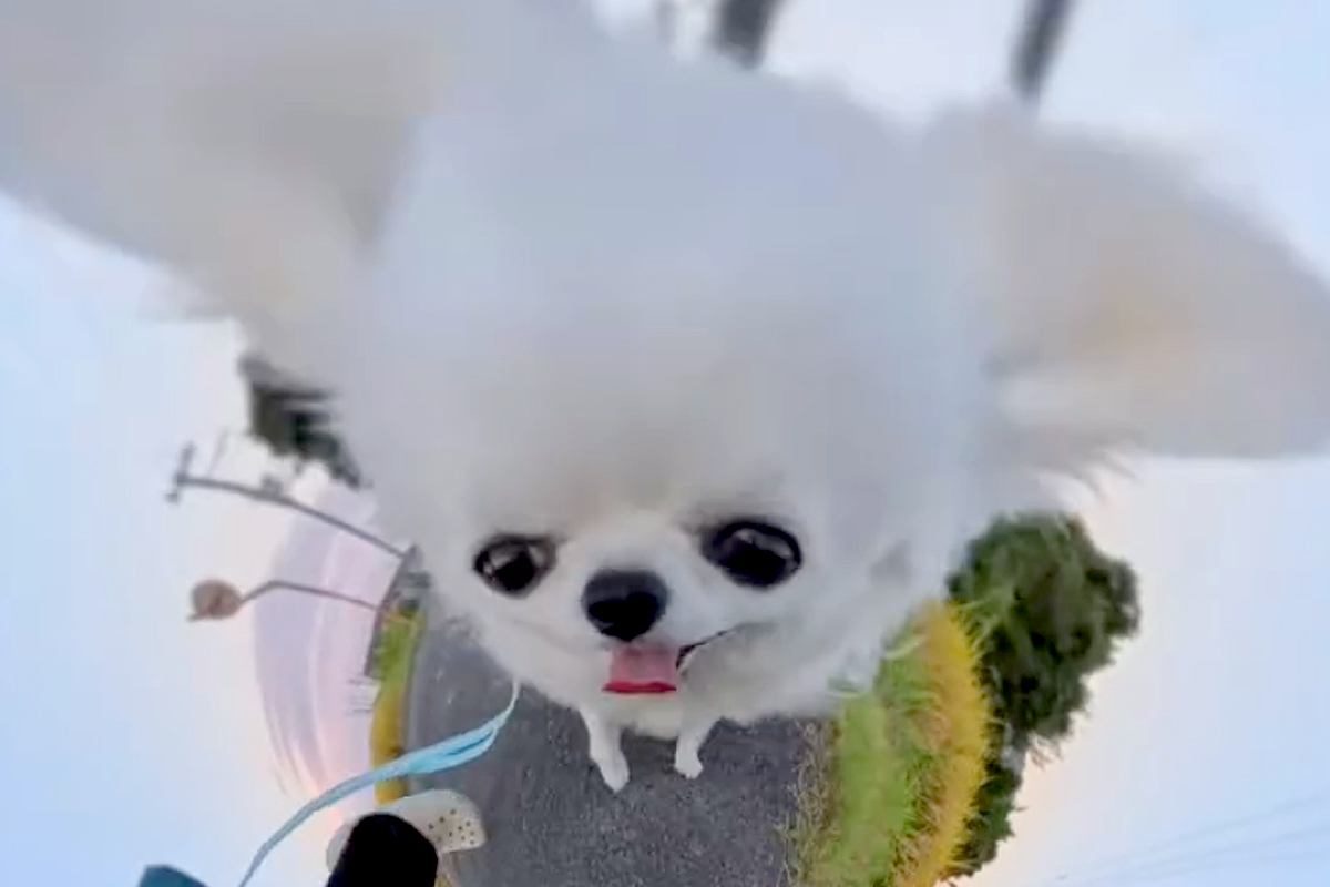360度カメラを『犬につけてみた』結果→1日撮影を続けていたら、お風呂場で…とんでもない変身が78万再生「可愛すぎてずっと見たい」「爆笑」