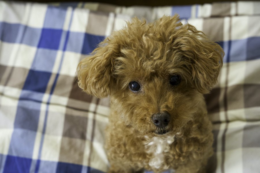 興奮している犬を落ち着かせる簡単な方法４選！覚えておくべきコツや注意点を解説