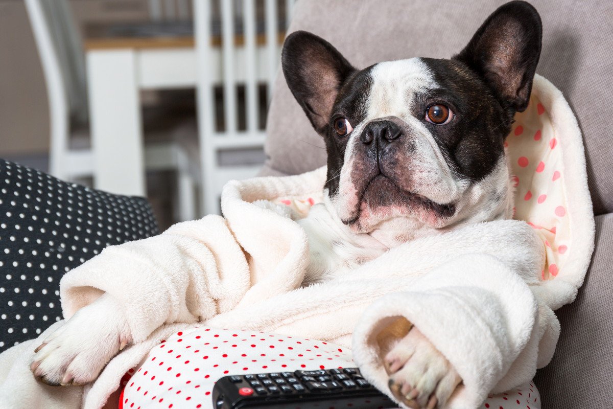 犬は自分を『人間』だと思っている？飼い主に対してどういう意識を持ってるの？