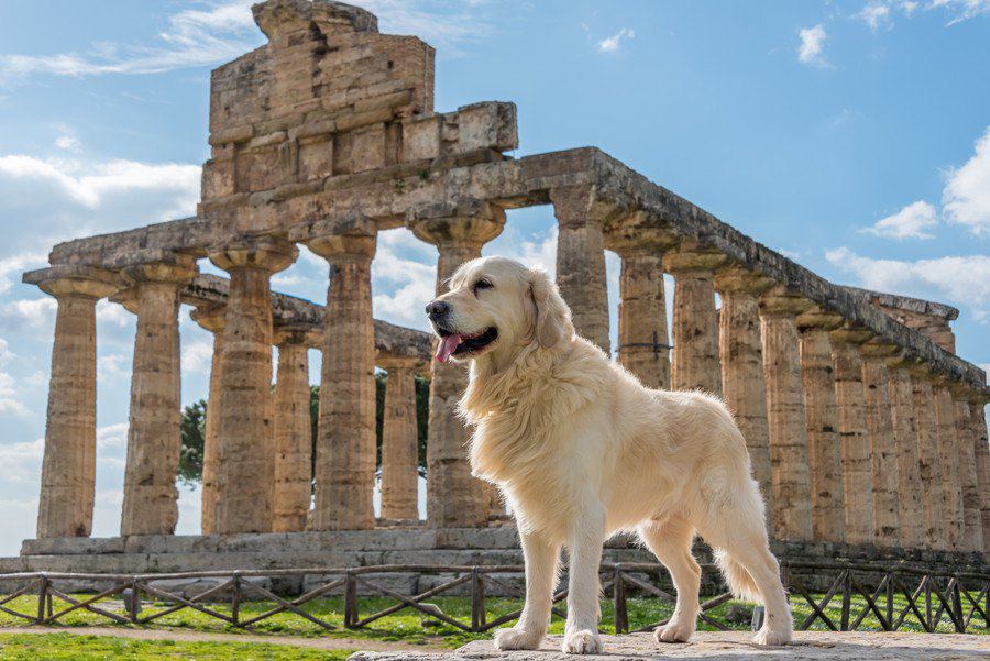 犬の『ウンチ』から人類と犬の歴史を考察する研究