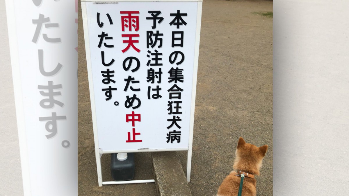 【大人気】助かった…！看板の隣に佇む柴犬さんの安堵の背中に爆笑！