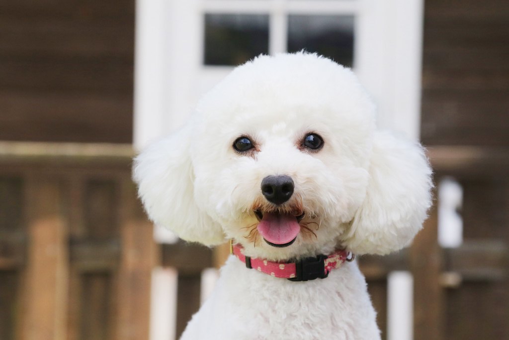 茨城の犬カフェおすすめ12選！犬連れで楽しめる人気のドックカフェ