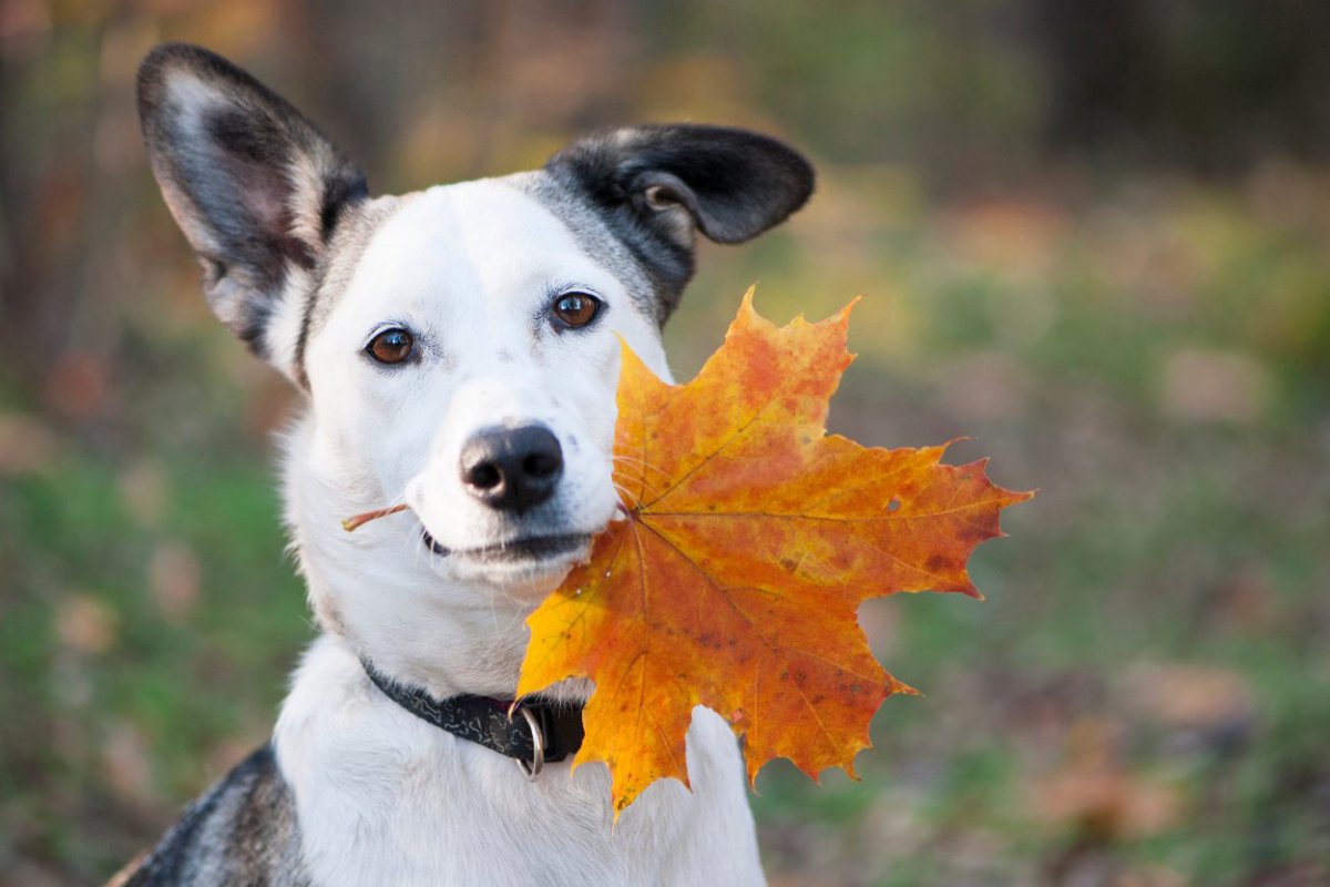 犬が食べてはいけない『秋が旬の食材』３選！絶対NGとされる理由と食べてしまったときの対処法とは