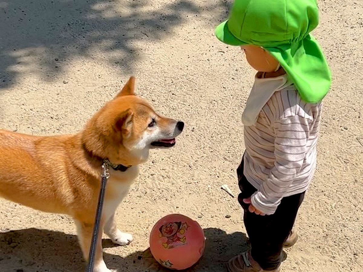 ２歳の小さな子どもと犬がサッカーをした結果→まるでお姉ちゃんのようで…あまりにも『尊すぎる光景』が32万再生「微笑ましいふたり」「優しい」