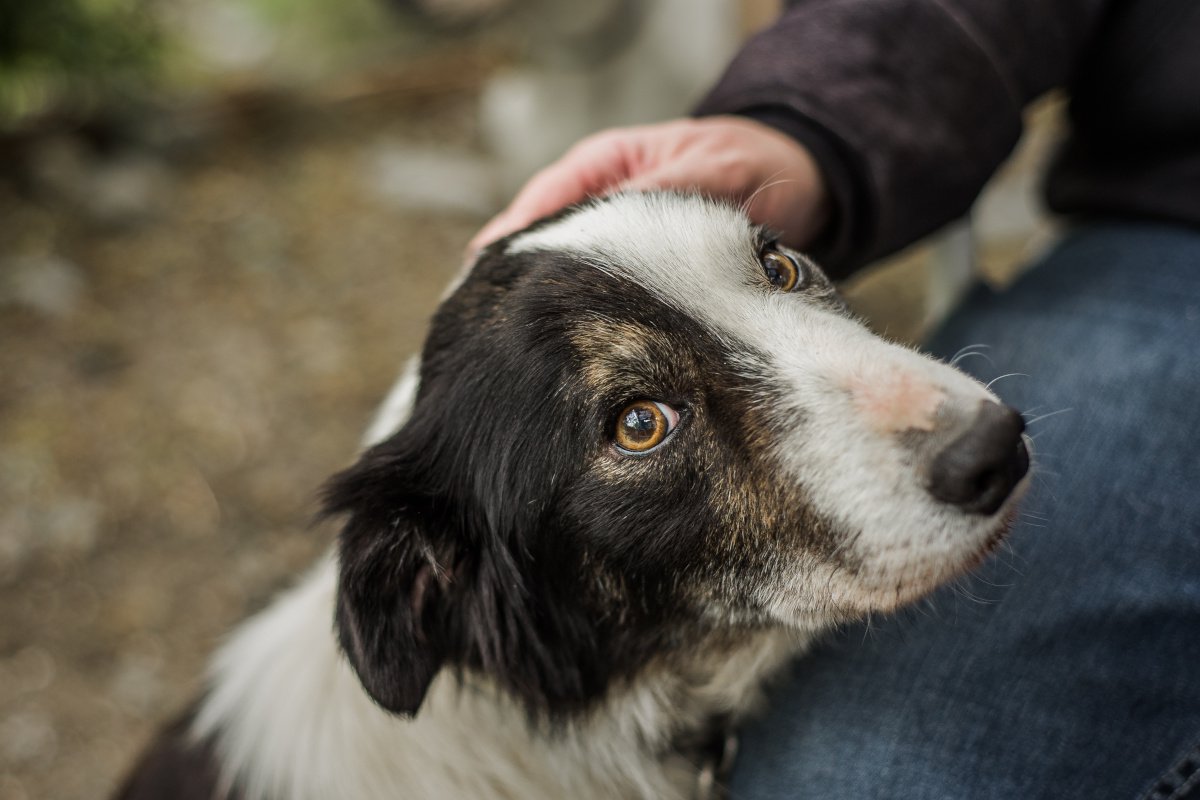 愛犬の『臆病度』を測る3つのチェック項目！ビビり犬への正しい接し方とは