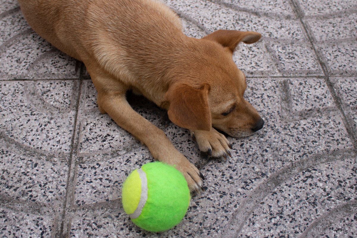 愛犬を呼んでも来ない理由とは？その改善方法と絶対にやってはいけないNG行為を解説