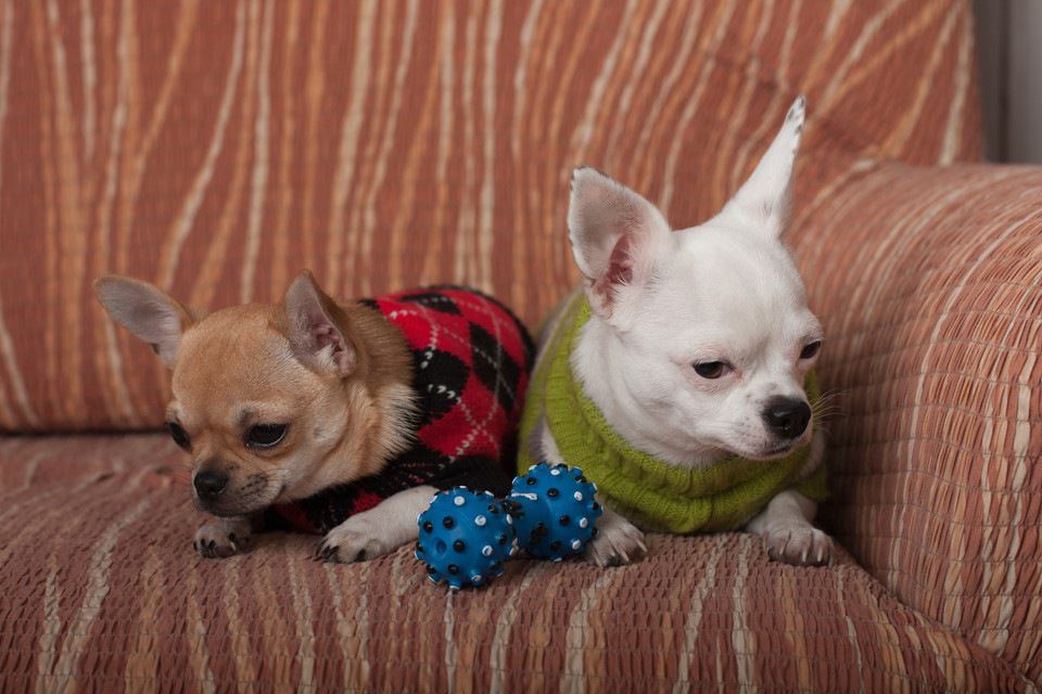 小型犬や子犬のために飼い主ができる８つのこと