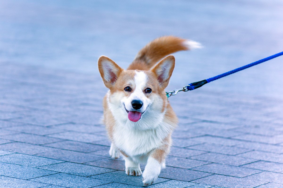 犬の飼い主が絶対に守らなければならない『4つのルール』