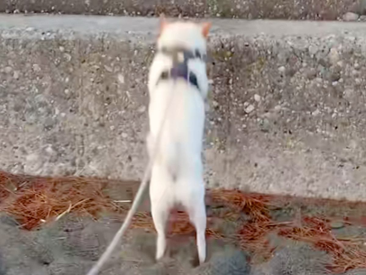 海岸へ行った犬が『石段を登ろうとしたジャンプした』結果…手に汗握る『まさかの光景』に腹筋崩壊「思わず応援したｗｗｗ」「声出して笑った」