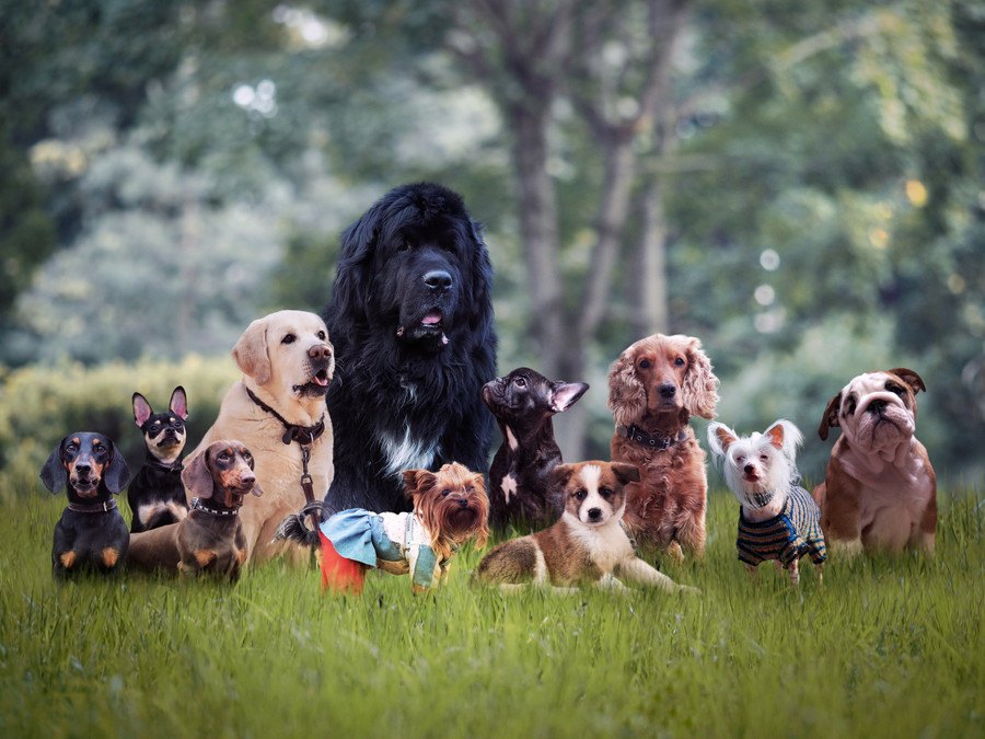 雑種犬がかわいい！ミックス犬との違いや可愛い画像集