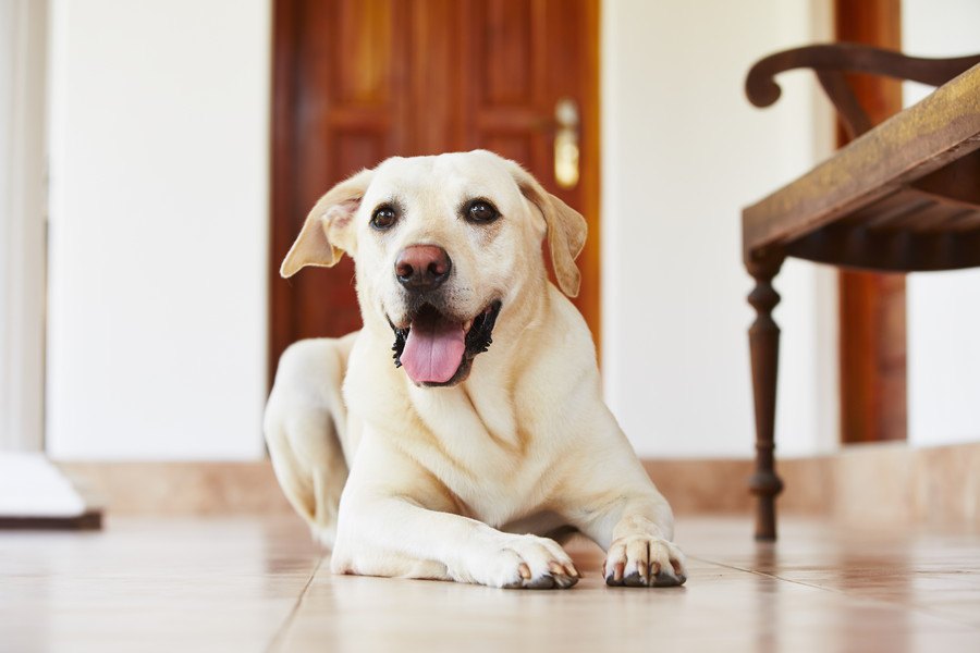 ビックリ！犬がほふく前進をする心理５つ