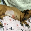 犬の命にかかわる危険な病気 「子宮蓄膿症」