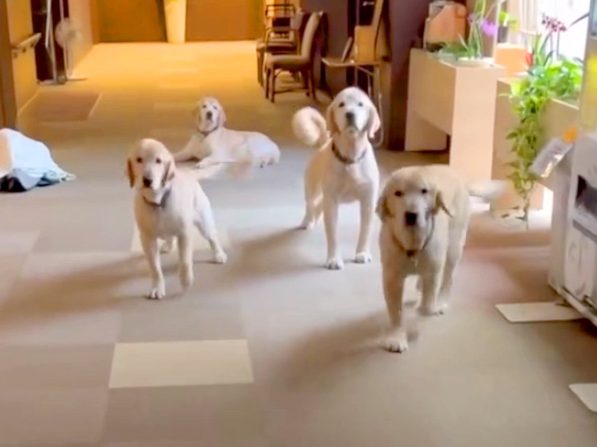 老人ホームで働くセラピー犬たちのお出迎え→昔は大歓迎してくれたのに…まさかの『現在の光景』に反響「どっちも最高ｗ」「可愛すぎる」