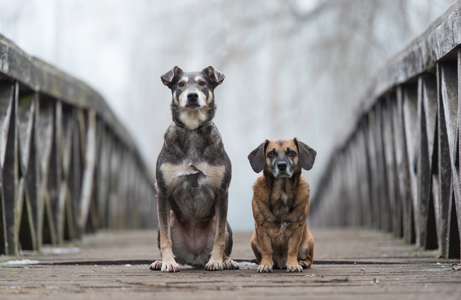 保護犬を飼う時に必ず意識しなければいけない４つのこと