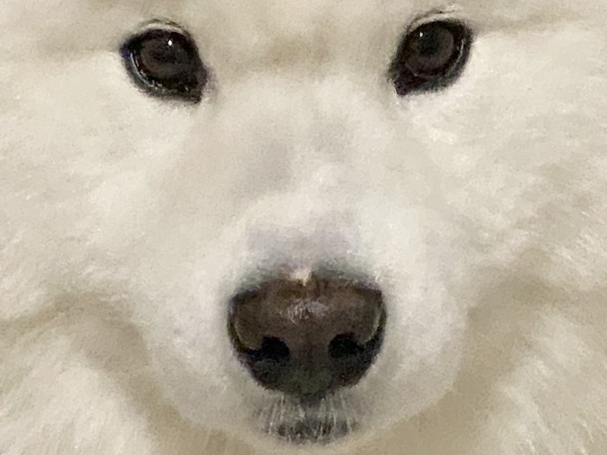 飼い主『今日まゆげ濃くない？』→大型犬の顔を観察してみたら…可愛すぎる『まさかの光景』に「テッドに似てるｗ」「並行眉毛」と4万いいね