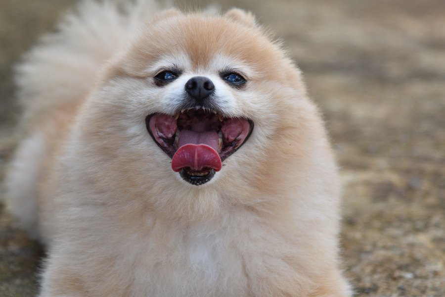 犬を太らせてしまう飼い主の特徴５つ