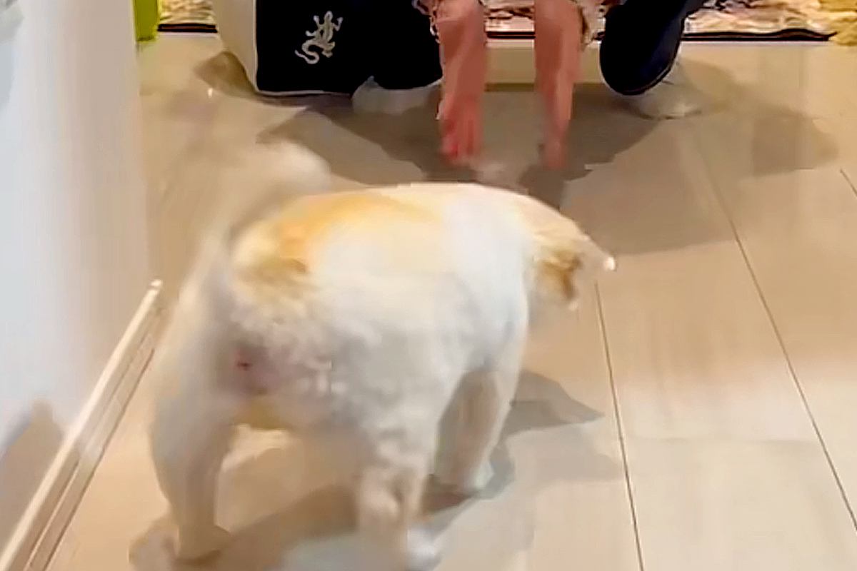 『見えないけど、わかるよ』シニア期になり、目が見えなくなった老犬→お兄ちゃんが家に来たら…思わず涙が出る光景が125万再生「泣いた…」