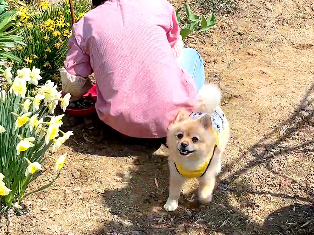 朝の9時、犬がお散歩をしていたら…『おばあちゃんから離れようとしない光景』にほっこりが止まらないと15万再生「可愛い警備」「素敵な絆」