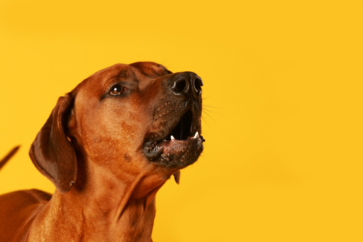 犬の無駄吠えを止めさせる！正しいしつけ方法