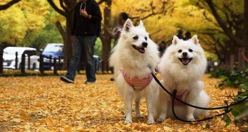 【神宮外苑】愛犬といちょう並木散策＆シェイクシャックでランチ