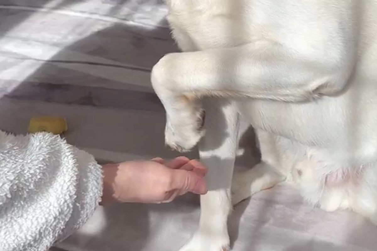 『お手のやり方』をいまだにわかっていない3歳の大型犬→あまりにも可愛い光景が13万表示「面倒くさがってて最高ｗ」「きっとわざとｗｗ」