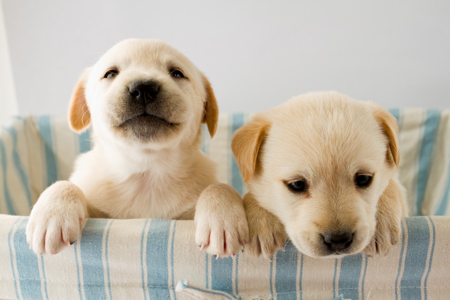 犬の性格はどうやって決まるの？