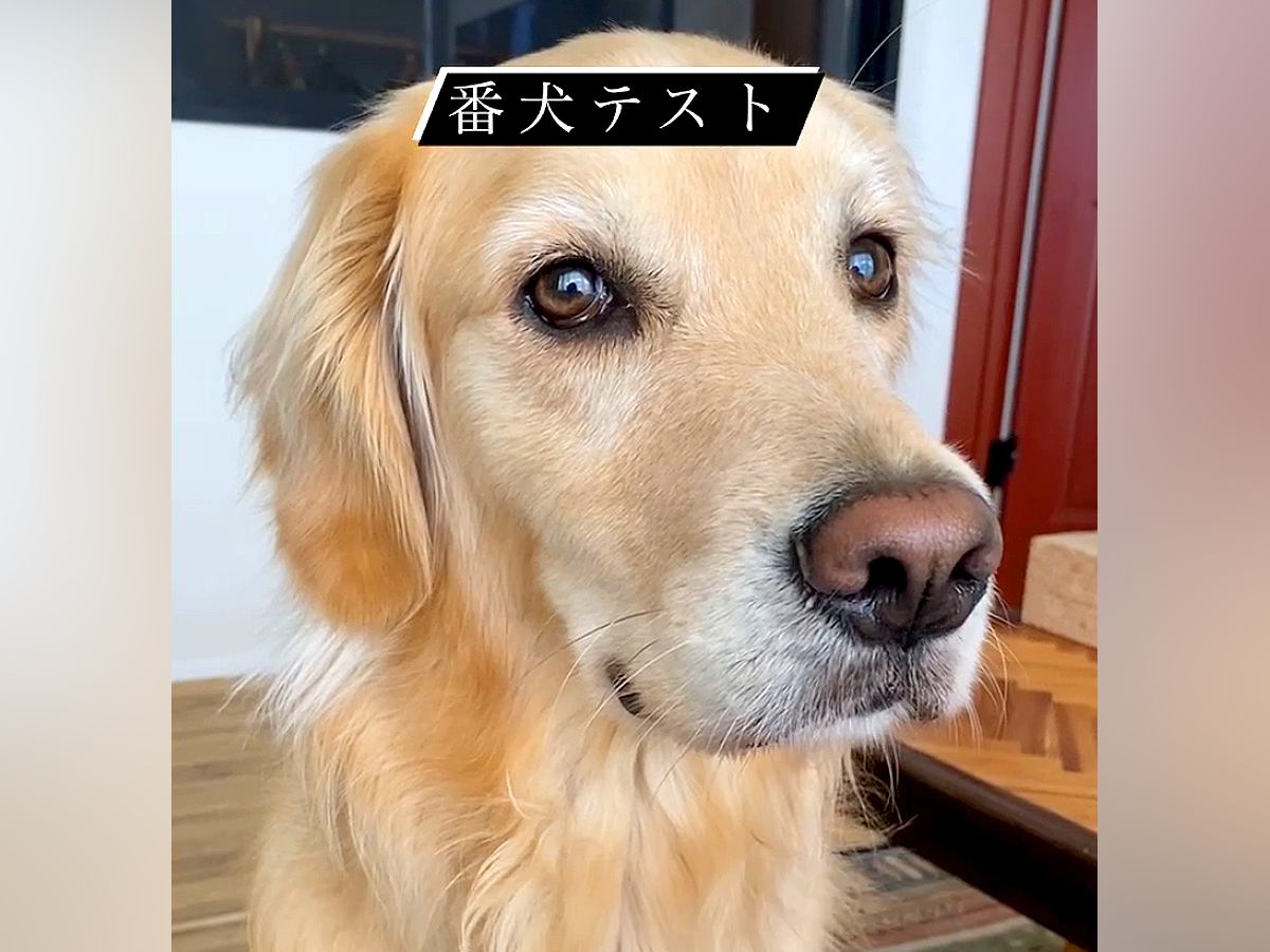 SNSで流行している『番犬テスト』をしてみた結果…大型犬が見せた『まさかの反応』が46万再生「偽物だと見破ってる説ｗ」「天使」と絶賛