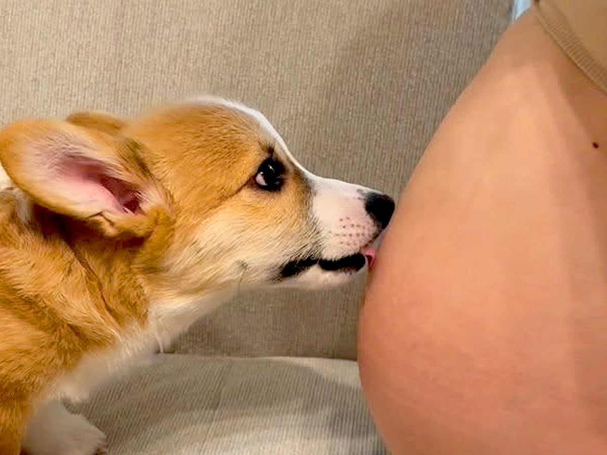 妊娠中、おなかの中の赤ちゃんに『犬が挨拶をし続けて…』→生まれて初めてのご対面が『尊すぎる』と反響「私も守ってほしい」の声も