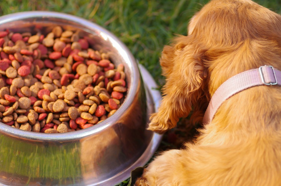 犬がごはんを食べない原因は？ドッグフードの好みや状態を知ろう！