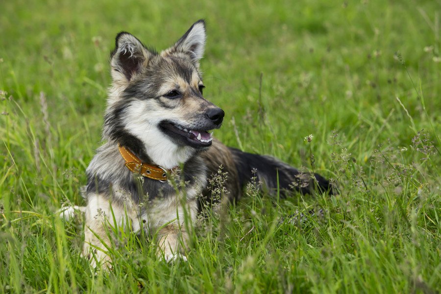 希少な犬種４選！現存する頭数が少ない珍しいワンコたち