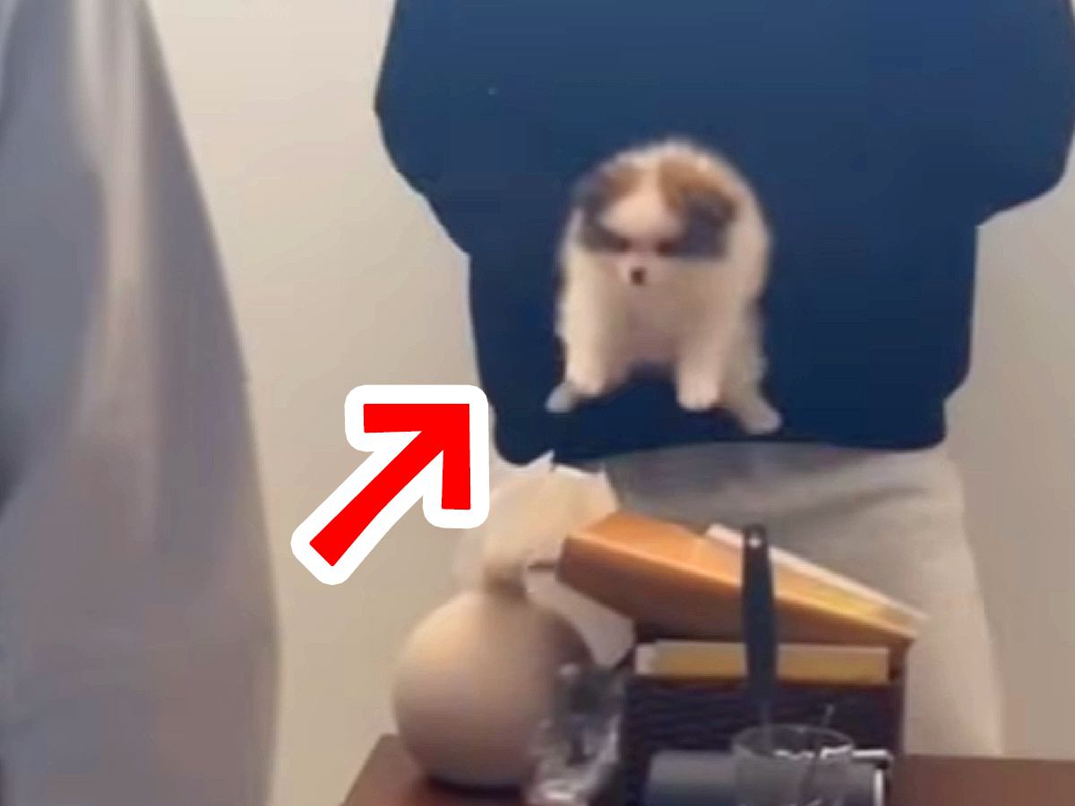 『犬嫌いの母』にサプライズで赤ちゃん犬を見せたら…困惑しながらも見せた『想定外の行動』が21万再生「笑ったｗ」「子犬マジック」と絶賛