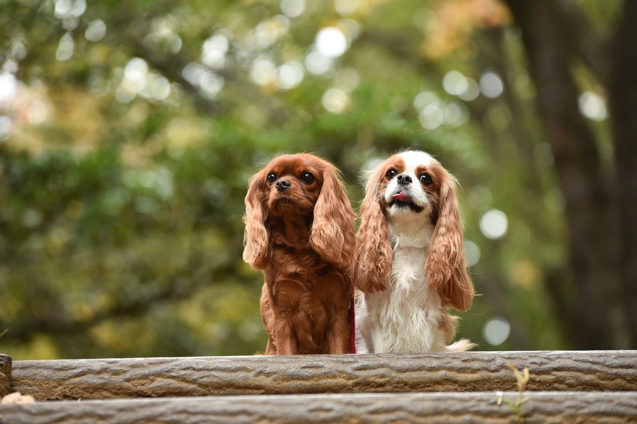 『初心者が飼いやすい』犬種5選　しつけがしやすいワンコの特徴や注意点まで解説