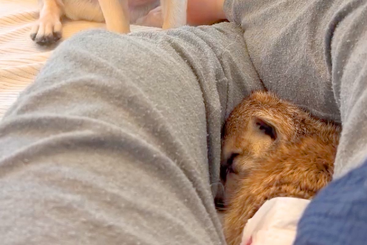 『眠りたいミーアキャット』と『遊びたい生後10ヶ月の犬』→思わずニヤける『圧が凄すぎる光景』が106万再生「顔がｗｗ」「近すぎて草」